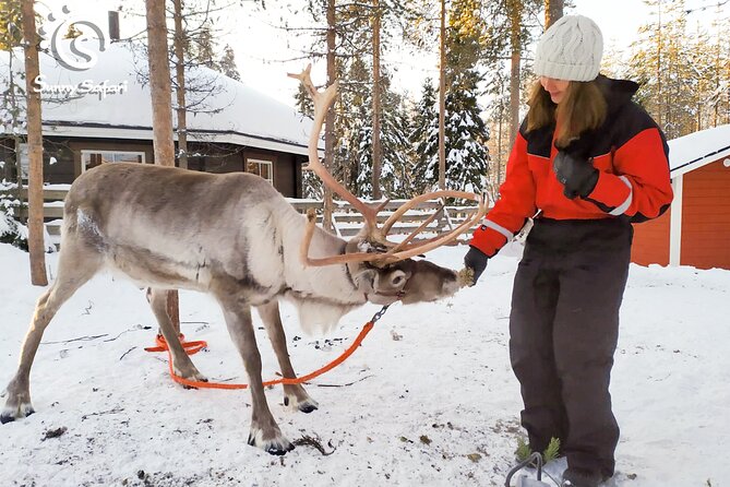 Reindeer Safari in Arctic Wilderness - Entering Arctic Lapland fast from Rovaniemi