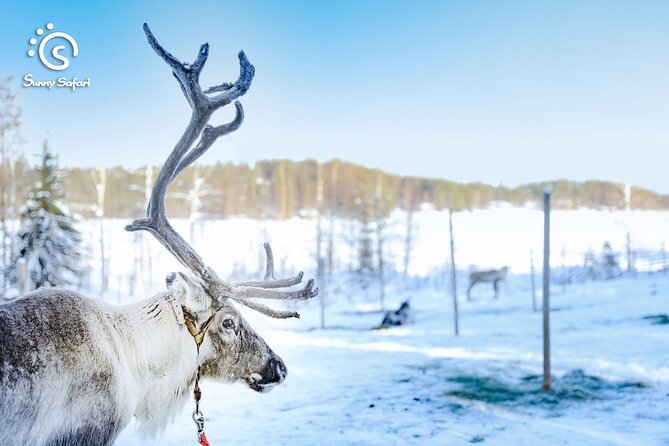 Reindeer Safari in Arctic Wilderness - Thermal suits and boots: the comfort factor that changes everything