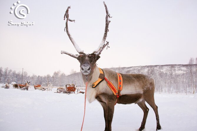 Reindeer Safari in Arctic Wilderness - How the sled ride works, and why it feels safe