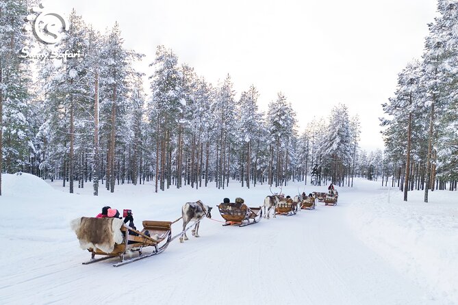 Reindeer Safari in Arctic Wilderness - Time around reindeer and fawns in the Arctic forest