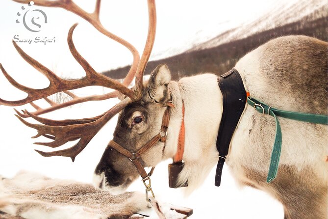 Reindeer Safari in Arctic Wilderness - Sunny Safari meeting point, pickup, and how not to lose time