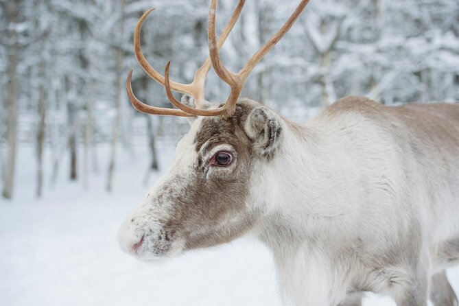 Reindeer Sleigh Ride and Farm Experience from Rovaniemi - Warm up with Finnish ginger cookies and hot blueberry juice