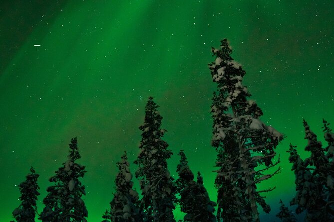 Rovaniemi 2 days Activities Package - Day 2: Ranua Wildlife Park and the arctic-species focus
