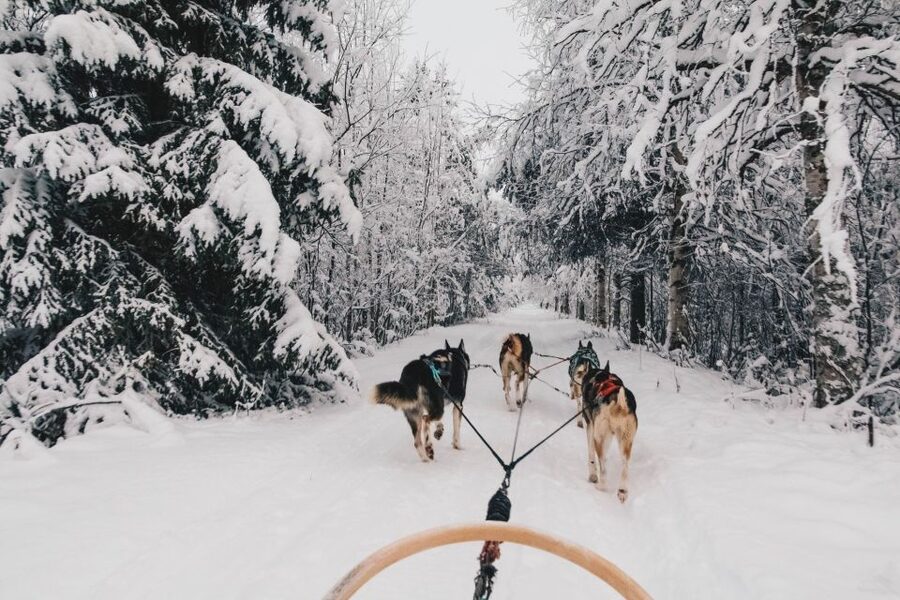 Rovaniemi: Apukka Husky Adventure - Key things to know before you go
