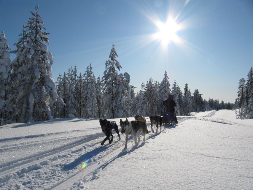 Rovaniemi: Apukka Husky Adventure - Why Apukka’s husky setup is a strong Rovaniemi pick