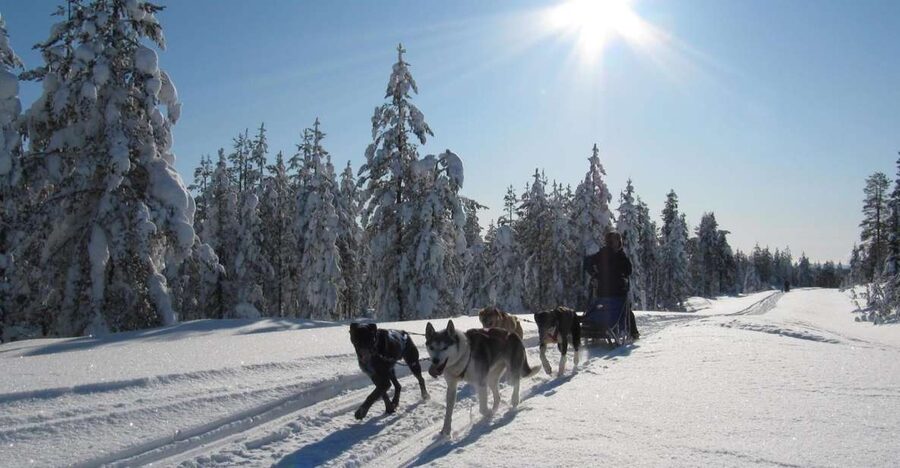 Rovaniemi: Apukka Husky Adventure - What the guides do (and what you do) for a safer, smoother ride