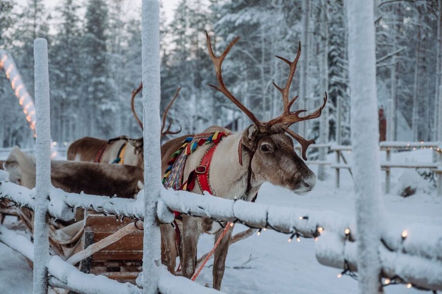 Rovaniemi: Apukka Reindeer Journey - Why Apukka’s Reindeer Journey feels calmer than the usual