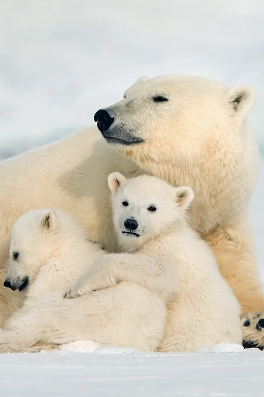 Rovaniemi: Arctic Animals Sleigh Rides and Wildlife Zoo - Key things to know before you go