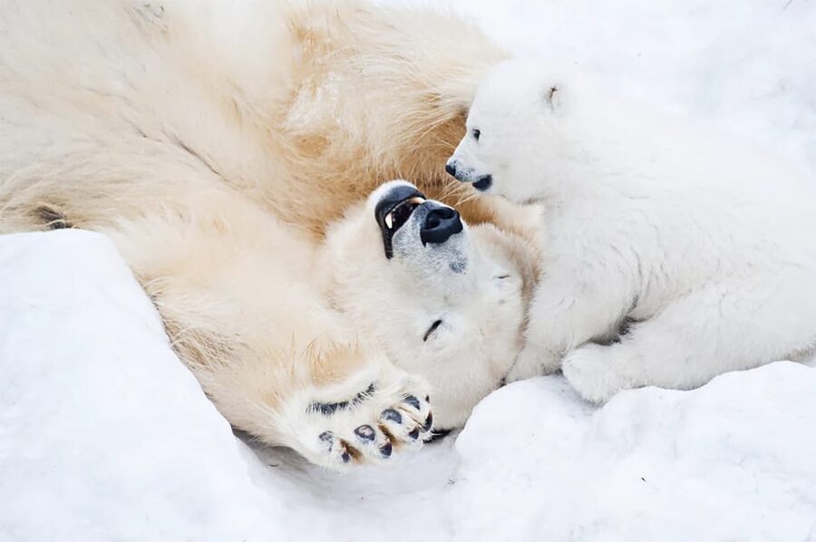 Rovaniemi: Arctic Animals Sleigh Rides and Wildlife Zoo - Should you book this Rovaniemi arctic animals day?