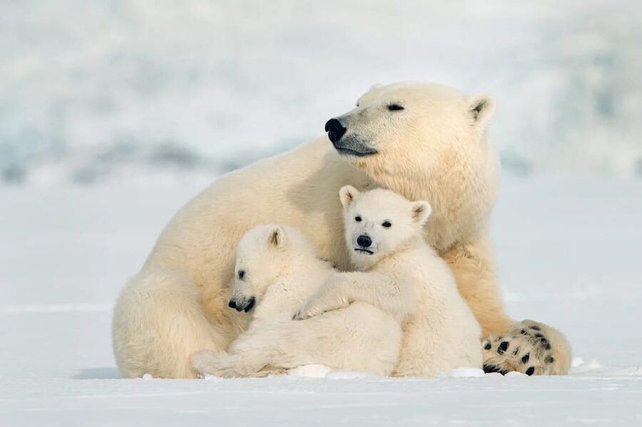 Rovaniemi: Arctic Animals Sleigh Rides and Wildlife Zoo - How the 7-hour Rovaniemi schedule actually flows