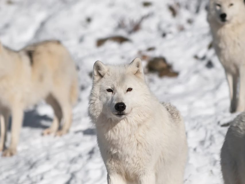 Rovaniemi: Arctic Animals Sleigh Rides and Wildlife Zoo - Reindeer sled ride and what you learn along the way
