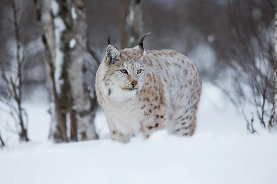 Rovaniemi: Arctic Animals Sleigh Rides and Wildlife Zoo - Ranua Wildlife Park in winter: polar bears and 50+ Arctic species