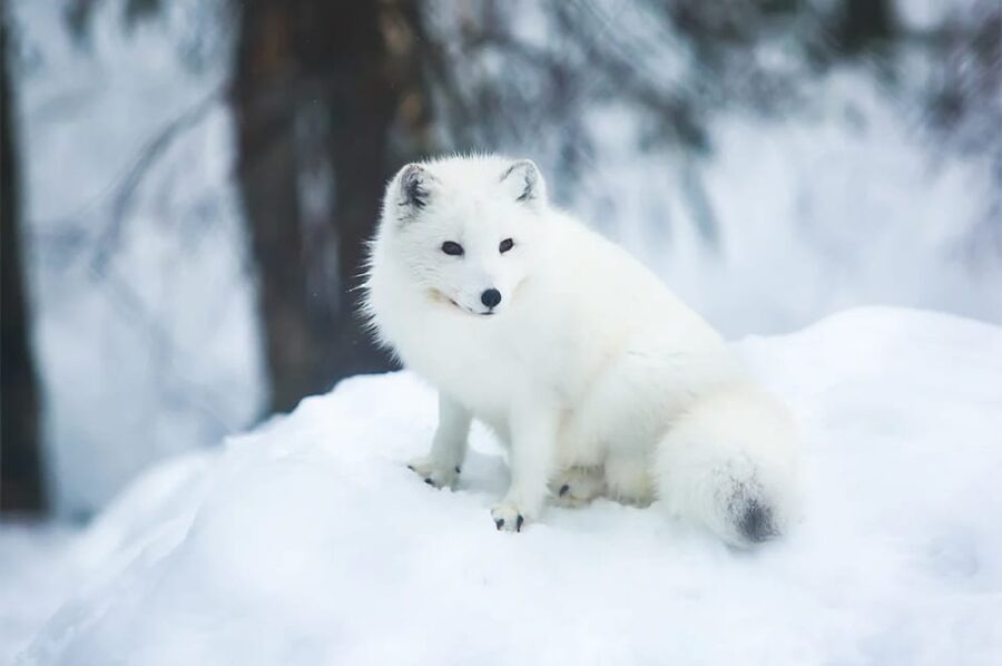 Rovaniemi: Arctic Animals Sleigh Rides and Wildlife Zoo - Two sleigh rides and the snow reality check