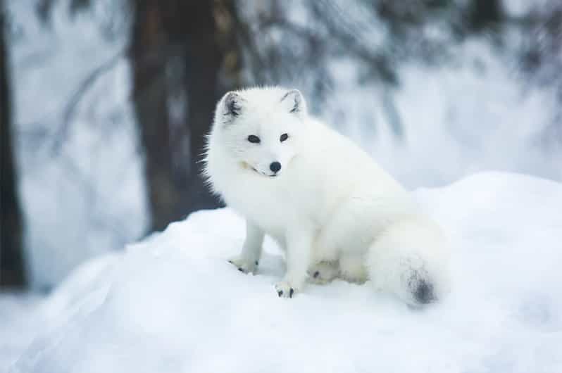 Rovaniemi: Arctic Animals Sleigh Rides and Wildlife Zoo - Price and value at about $340 per person