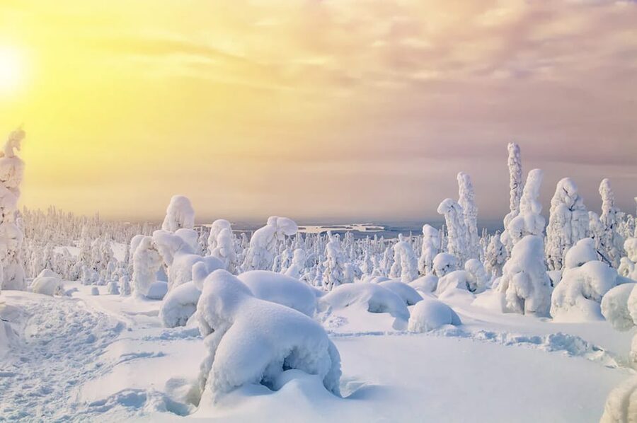 Rovaniemi: Arctic Animals Sleigh Rides and Wildlife Zoo - Husky farm meet-up and the dog sled ride