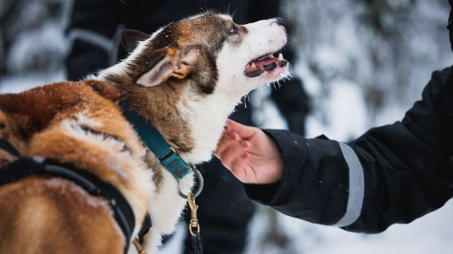 Rovaniemi: Arctic Circle Highlights by Snowmobile - Key things I’d plan around before you go