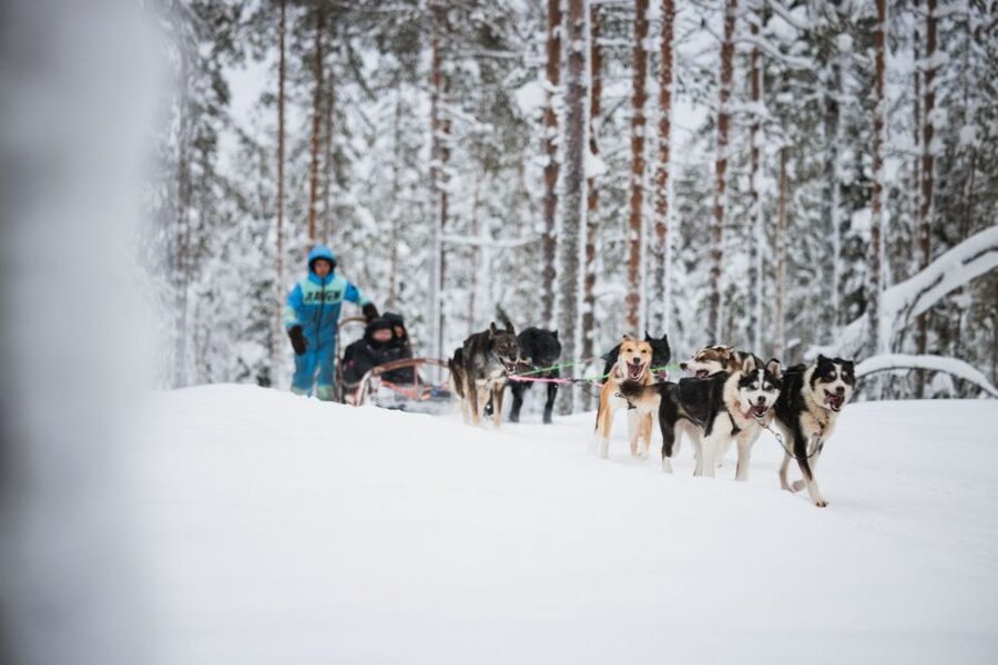 Rovaniemi: Arctic Circle Highlights by Snowmobile - Reindeer farm: 500 meters, a sledge “license,” and herding knowledge