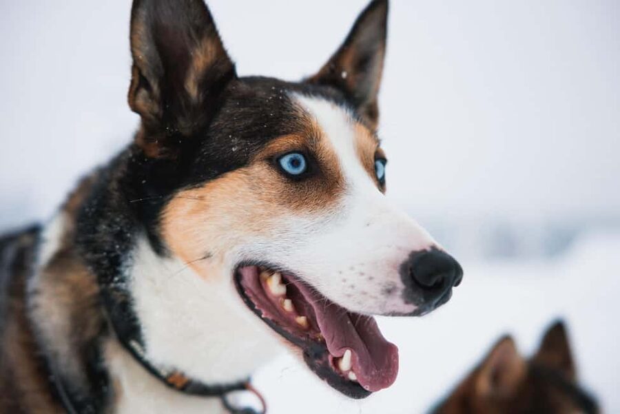Rovaniemi: Arctic Circle Long Trail Husky Adventure - Arctic Circle Mushing in Rovaniemi, Built for Real Interaction