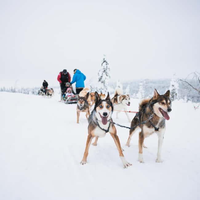 Rovaniemi: Arctic Circle Long Trail Husky Adventure - Who This Husky Adventure Fits Best, and Who Should Pass