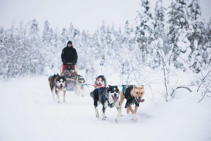 Rovaniemi: Arctic Circle Long Trail Husky Adventure - Arriving for Pickup and Getting Winter-Ready at the Meeting Offices
