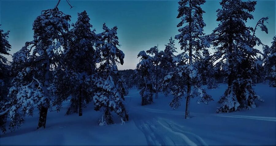 Rovaniemi: Aurora Hunting Tour in the Forest with Hot Drinks - Key highlights worth your attention