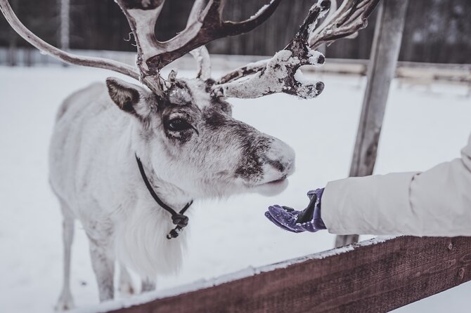 Rovaniemi: Authentic Lapland Reindeer Farm Visit & Sled Ride - Key Points You Should Know Before You Go