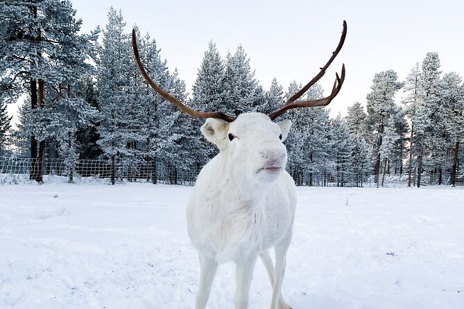 Rovaniemi: Authentic Lapland Reindeer Farm Visit & Sled Ride - Why This Rovaniemi Reindeer Farm Visit Feels More Real