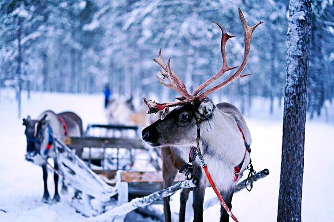 Rovaniemi: Authentic Lapland Reindeer Farm Visit & Sled Ride - The Farm Story: What You Learn Before the Sled