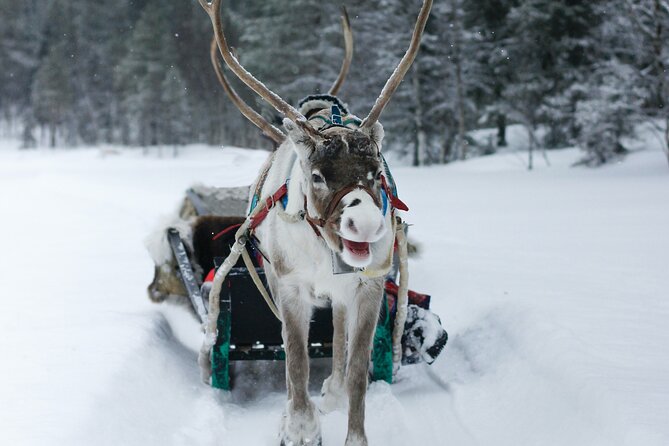 Rovaniemi: Authentic Lapland Reindeer Farm Visit & Sled Ride - Price and Value: Is $212 Fair for This 3-Hour Lapland Moment?