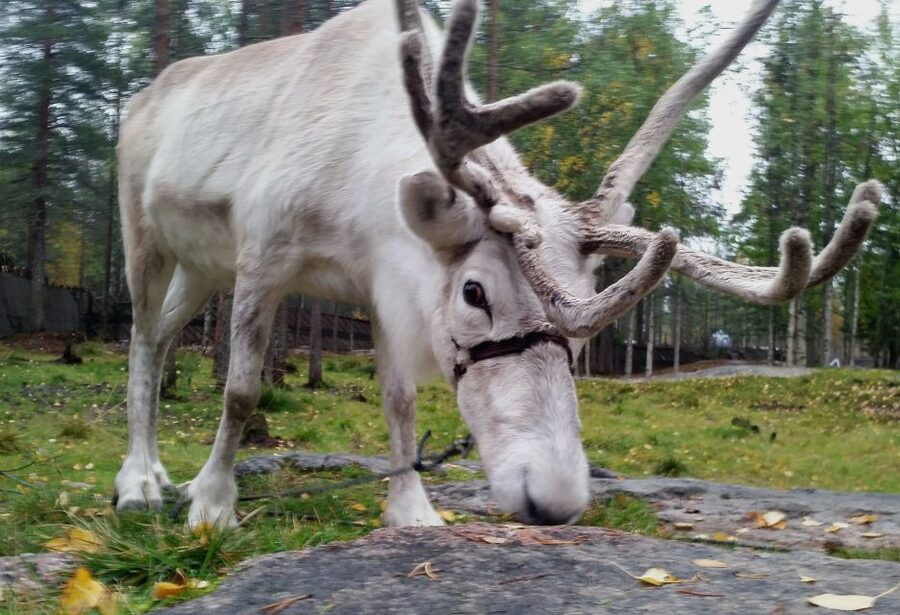 Rovaniemi: Authentic Reindeer Farm & Canoeing - Campfire husbandry lessons you’ll actually use later