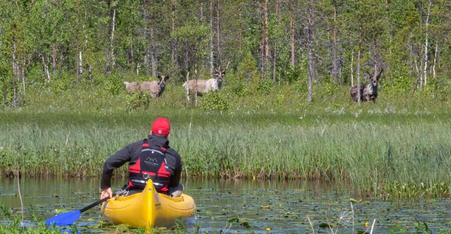 Rovaniemi: Authentic Reindeer Farm & Canoeing - The reindeer farm stop: feeding lichen and meeting the herd
