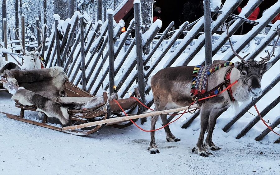 Rovaniemi: Authentic Reindeer Farm Visit & Short Sleigh Ride - Pickup and transport: convenient, with a few cold caveats