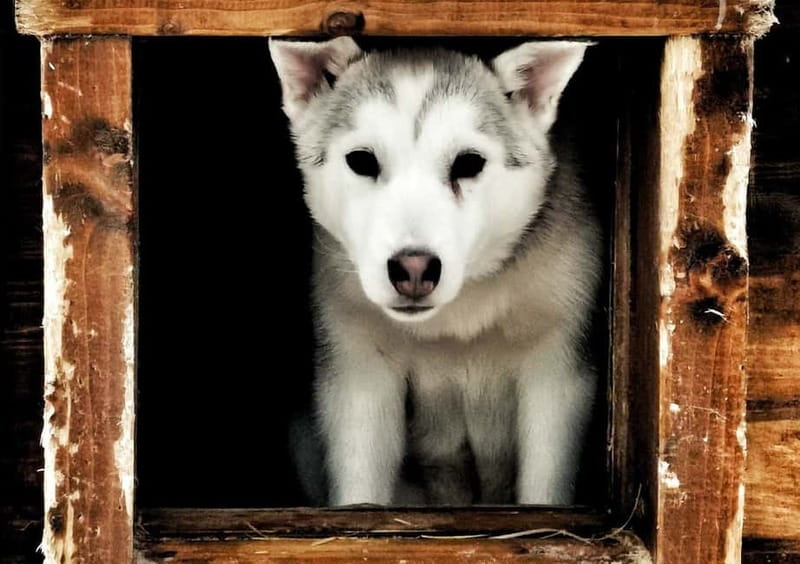 Rovaniemi: Autumn Husky Ride on Wheels - Key Things to Know Before You Go