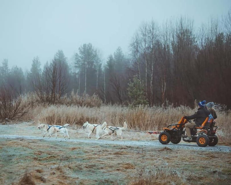 Rovaniemi: Autumn Husky Ride on Wheels - What Happens Before You Ride: Instructions, Berry Juice, and Husky Basics