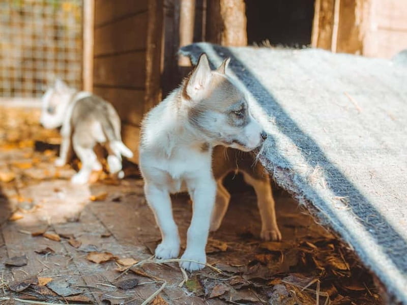 Rovaniemi: Autumn Husky Ride on Wheels - Learning From the Arctic Sled Dog Stories (and What You’ll Actually Take Away)