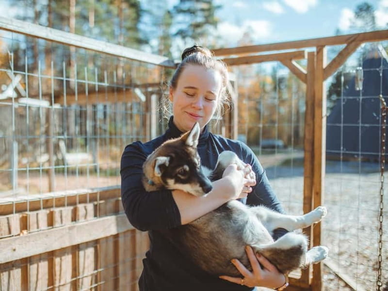 Rovaniemi: Autumn Husky Ride on Wheels - Warm Drinks, Light Snacks, and How to Plan Your Comfort