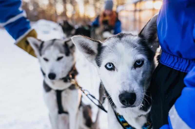 Rovaniemi: Autumn Husky Ride on Wheels - Timing, Pickup, and Getting to Apukka Resort Without Stress