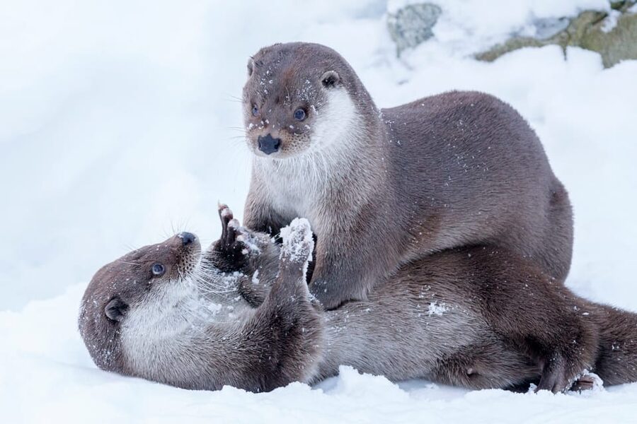 Rovaniemi: Day at Ranua Wildlife Park Arctic Zoo - Key Things to Know Before You Go to Ranua