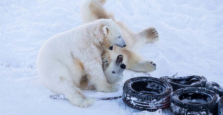 Rovaniemi: Day at Ranua Wildlife Park Arctic Zoo - Ranua Wildlife Park From Rovaniemi: What This Trip Feels Like
