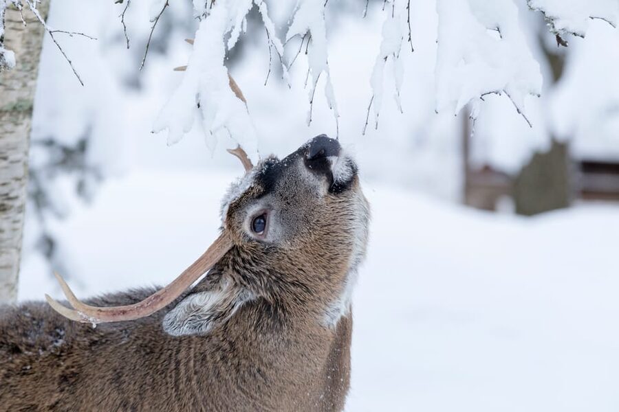 Rovaniemi: Day at Ranua Wildlife Park Arctic Zoo - The Zoo Visit: About 200 Arctic Animals in One Main Block