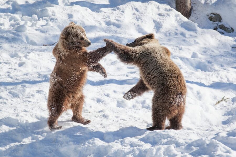 Rovaniemi: Day at Ranua Wildlife Park Arctic Zoo - English-Speaking Guidance: Why It Matters in a Zoo Day