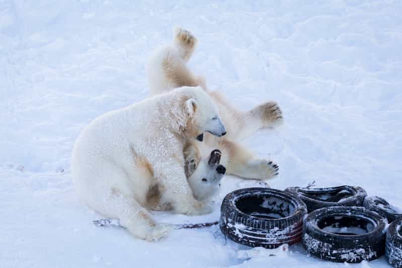 Rovaniemi: Day at Ranua Wildlife Park Arctic Zoo - Small Rules That Affect Your Comfort