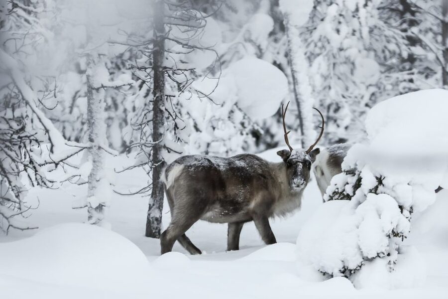 Rovaniemi: Daytime Reindeer Sleigh Ride - Key takeaways before you go
