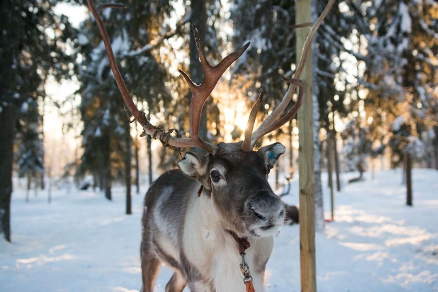 Rovaniemi: Daytime Reindeer Sleigh Ride - Meeting at SAFARTICA and Getting to the Farm