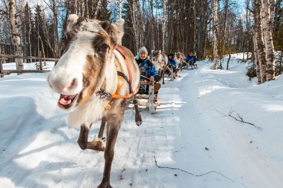 Rovaniemi: Daytime Reindeer Sleigh Ride - Timing in the Day: Choosing 10:00 AM vs 2:00 PM