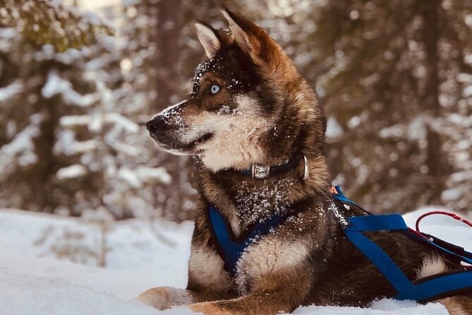 Rovaniemi: Drive Your Own Husky Team (6–10 km) & BBQ - What Makes This Husky Tour Different in Rovaniemi