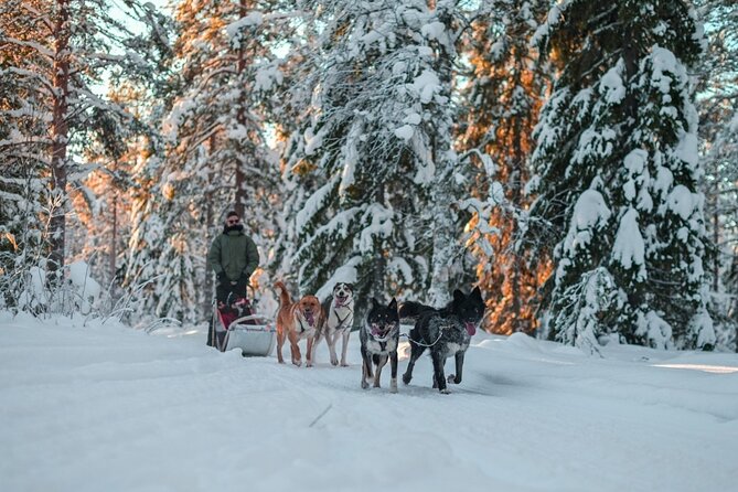 Rovaniemi: Drive Your Own Husky Team (6–10 km) & BBQ - Your 6 to 10 km Drive-Your-Own Mushing Plan