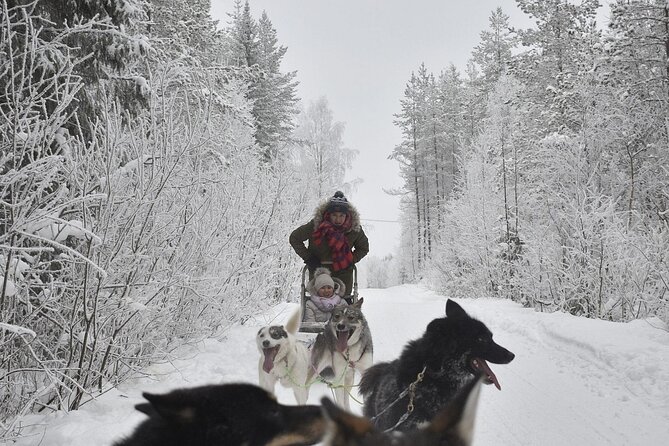 Rovaniemi: Drive Your Own Husky Team (6–10 km) & BBQ - Price and Value: Is $274.59 for 4 Hours a Good Deal?