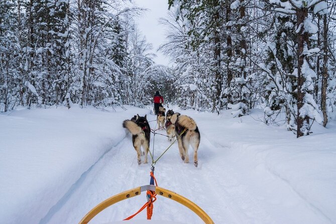Rovaniemi: Drive Your Own Husky Team (6–10 km) & BBQ - Who Should Book This Husky Team and BBQ Tour