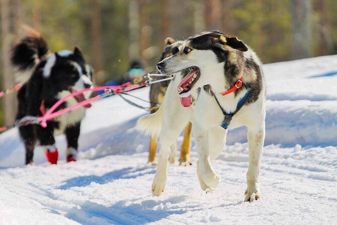 Rovaniemi: Drive Your Own Husky Team (6–10 km) & BBQ - From Pickup to the Farm: How the Timing Really Works